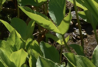 leaf