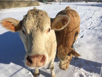 Cows in a field