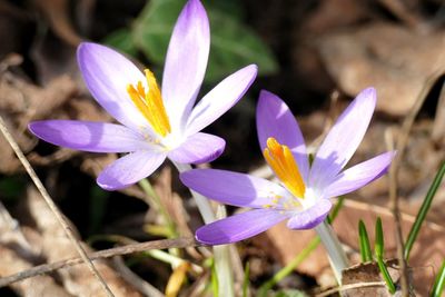 Close-up of purple crocus flowers