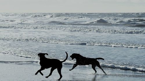 Dog on beach by sea