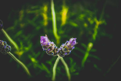 Close-up of purple flowering plant