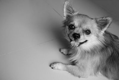 Monochrome portrait of chihuahua dog