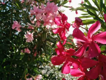 Close-up of pink flowers
