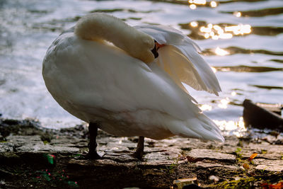 Close-up of swan on lakeshore