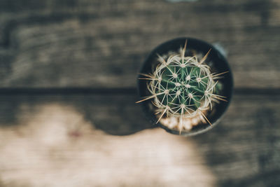 Close-up of succulent plant in lake