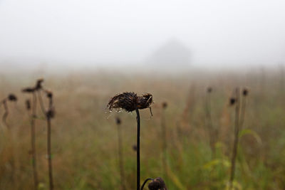 Close-up of wilted flower on field against sky