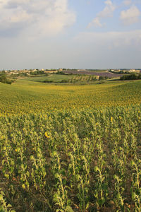 Scenic view of oilseed rape field against sky