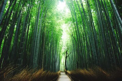 Boardwalk amidst bamboo trees at forest