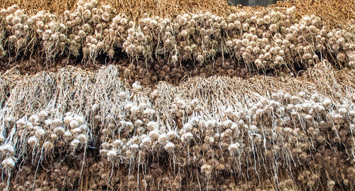 Close-up of crop in field