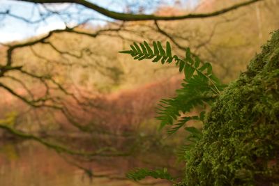 Close-up of bracken on tree trunk by river