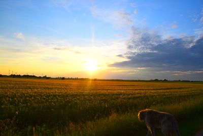 Scenic view of field against sky during sunset