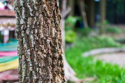 Close-up of tree trunk