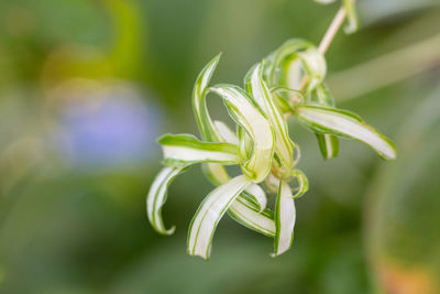 Close-up of green plant