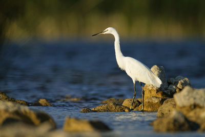 Bird perching on rock