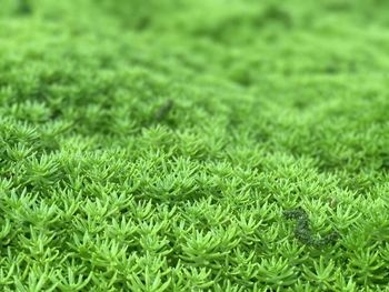 Close up of grass
