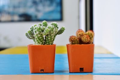 Close-up of potted plant on table