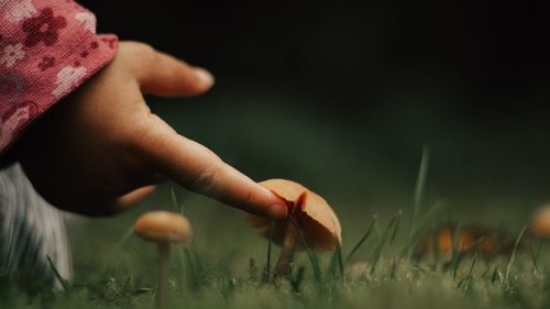 Close-up of toddler touching mushroom on field