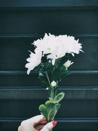 Close-up of flowers in vase