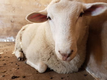 Close-up portrait of white horse