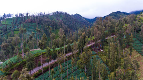 Panoramic shot of trees and mountains against sky