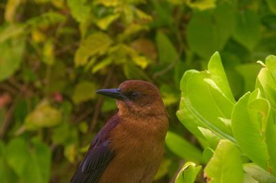 Close-up of bird perching on a plant