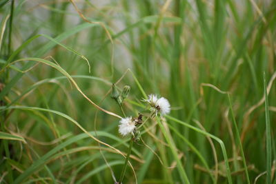 Close-up of flower