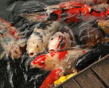 High angle view of koi carps swimming in water