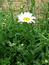 Close-up of white flowers