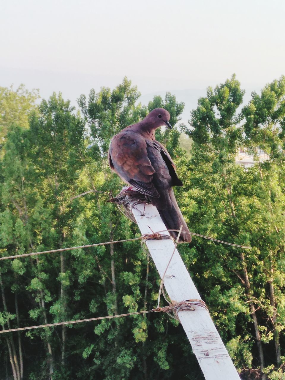 tree, plant, vertebrate, animal wildlife, bird, day, nature, perching, animals in the wild, one animal, full length, sky, outdoors, growth, one person, green color, side view