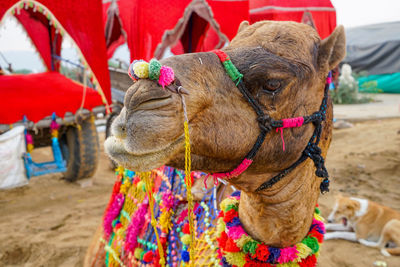 Camel portrait at the pushkar fair. rajasthan, india, asia