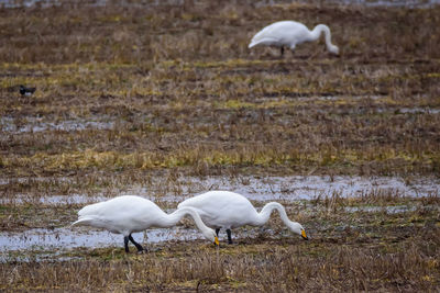 White geese on a field