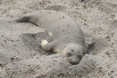 View of beached seal, covered in sand