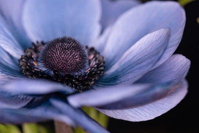 Close-up of purple flower