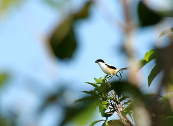 Low angle view of bird perching on branch