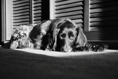 Black dog sitting on carpet at home