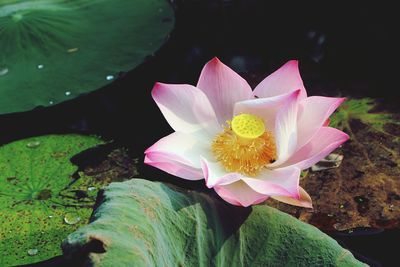 Close-up of lotus water lily