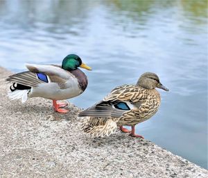 Ducks on a pond. 