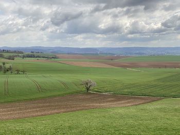 Horse grazing on field against sky