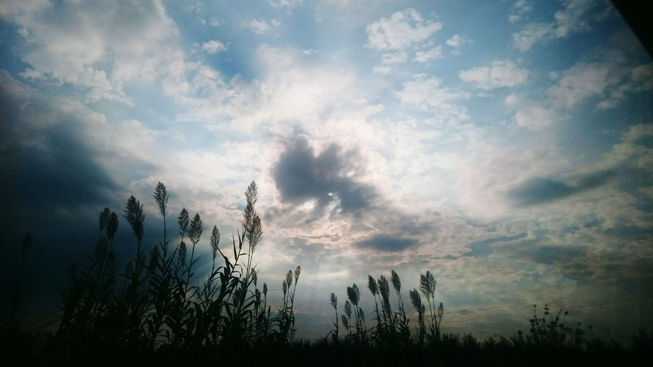 SILHOUETTE OF TREES AGAINST CLOUDY SKY