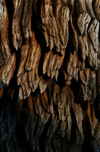 Full frame shot of tree trunk