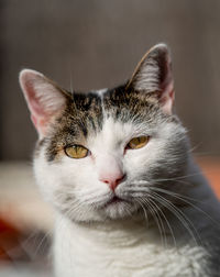 Close-up portrait of a cat