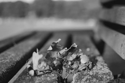 Close-up of leaves against blurred background