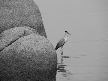 View of a bird perching on rock