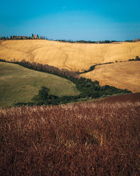 Scenic view of agricultural field against clear sky