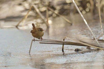 Bird perching on a water