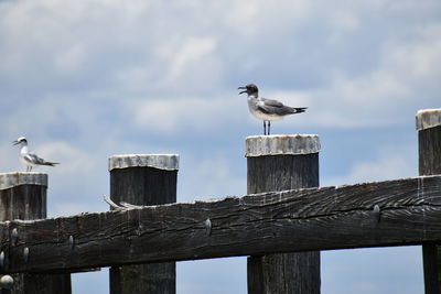 Low angle view of seagulls perching on wooden post