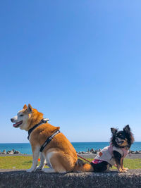 View of a dog on rock against blue sky