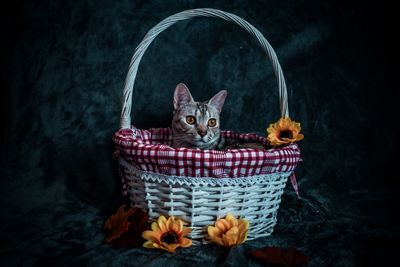 Portrait of cat in basket