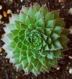 Close-up of green leaves