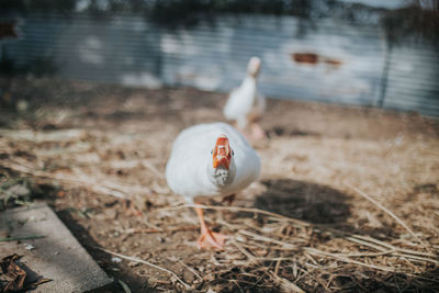 Ducks on land 